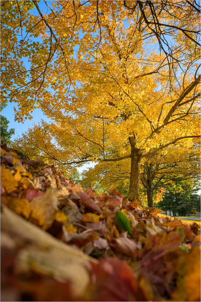 Looking-Up-To-A-Seasonal-Change.jpg