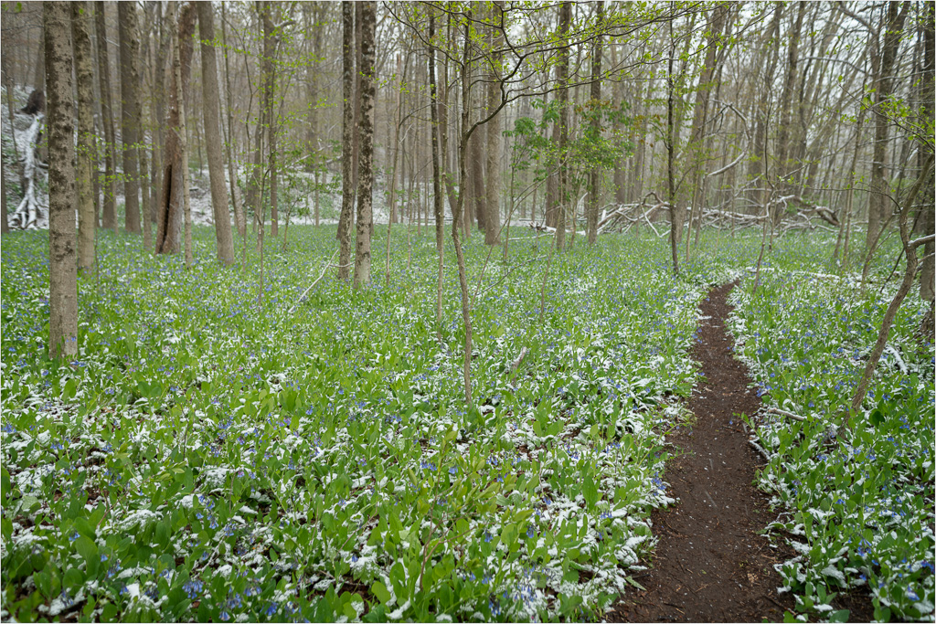 Path-Through-The-Bluebells.jpg