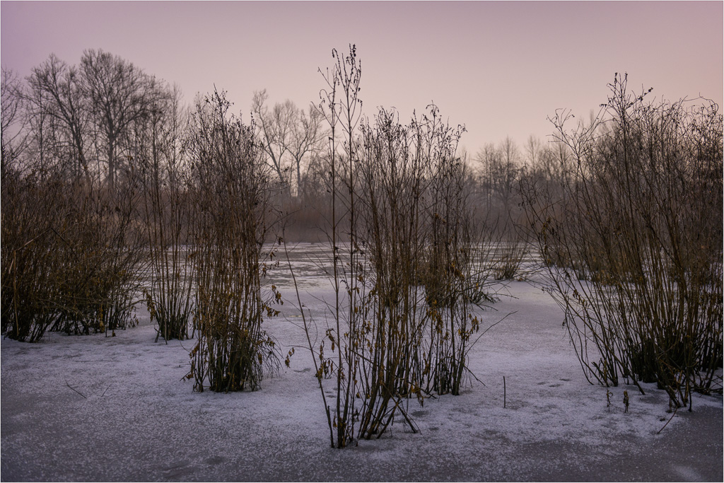 Rainy-Blue-Hour-In-The-Wetlands.jpg