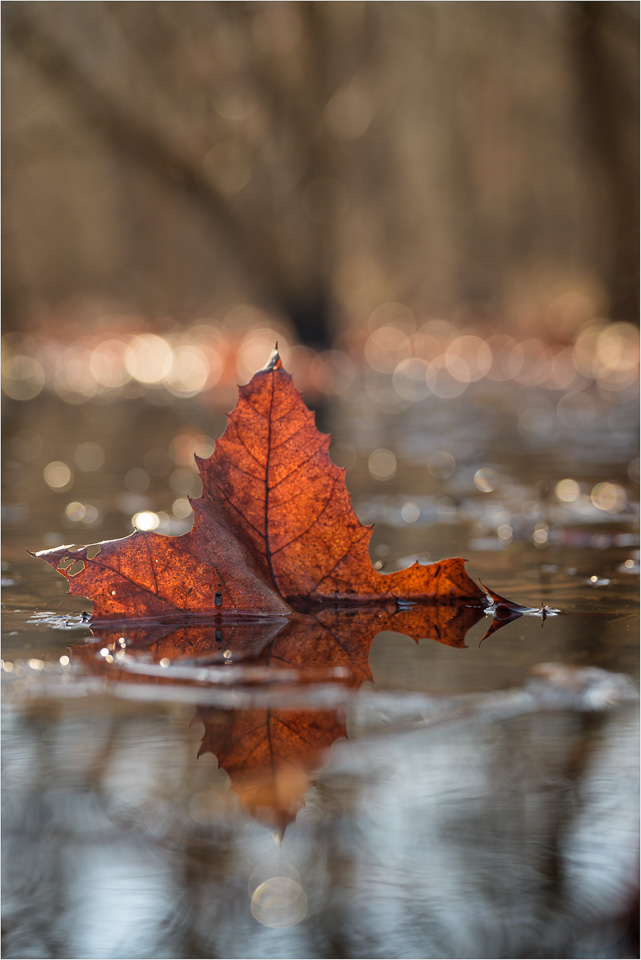 Sailing-In-The-Winter-Wetlands.jpg