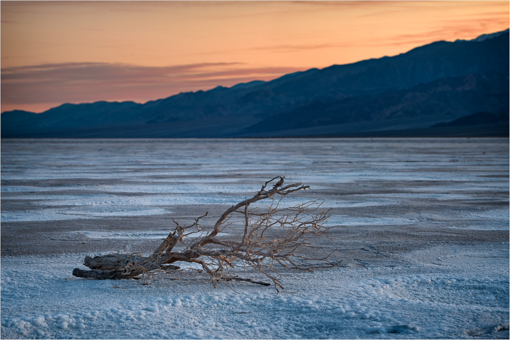 Salt-Flat-Driftwood.jpg