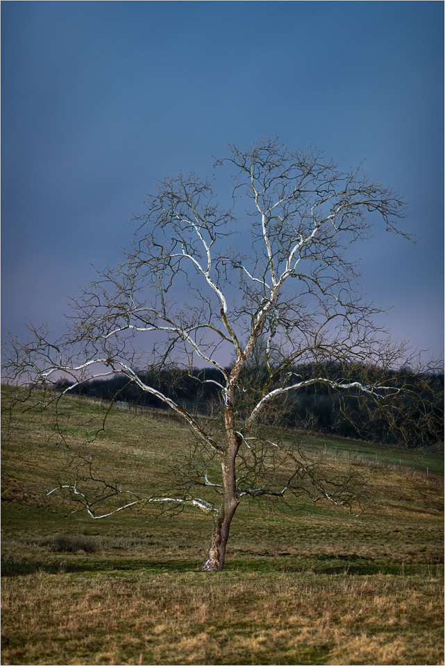 Sycamore-Sentinel.jpg