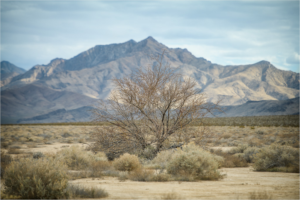 The-Tallest-One-For-Miles.jpg