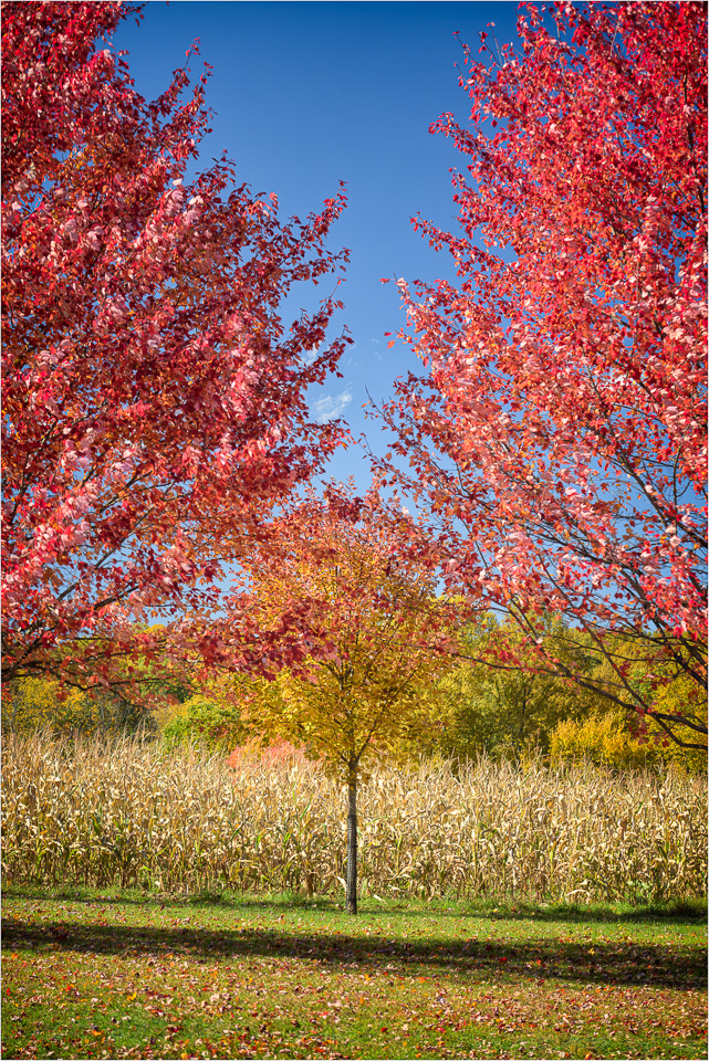 Transitioning-To-Autumn.jpg