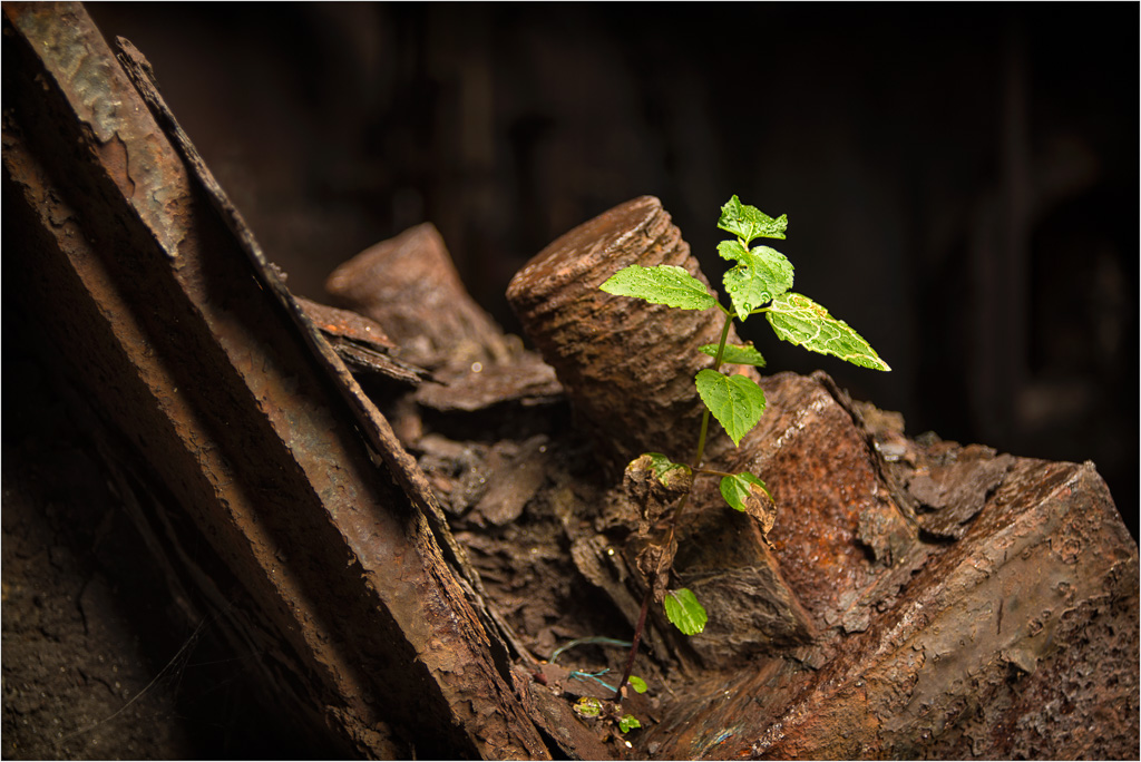 Leaf-And-Rust.jpg