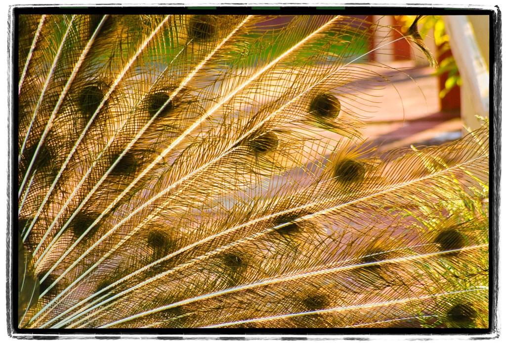 Peafowl-Plumage.jpg