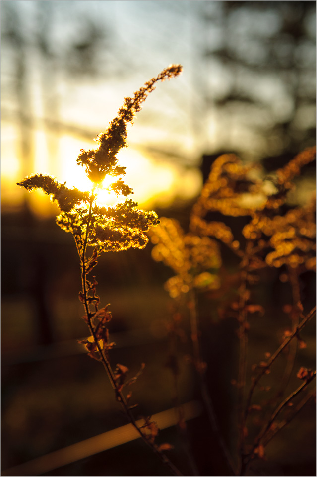 Backlit-By-Nature.jpg