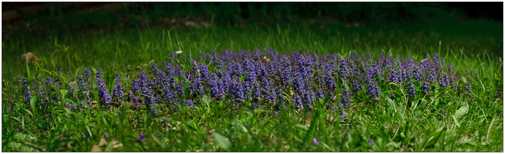 Field-Of-Purple-Edit.jpg