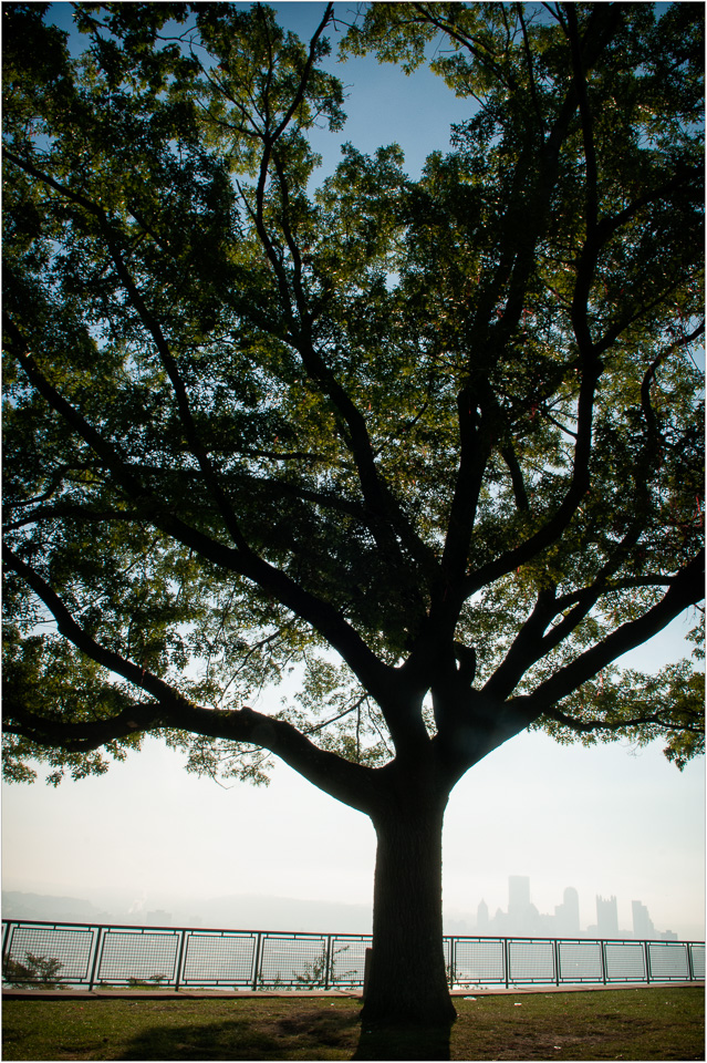 Above-Ground-Roots-In-A-Misty-Morning-Sky.jpg