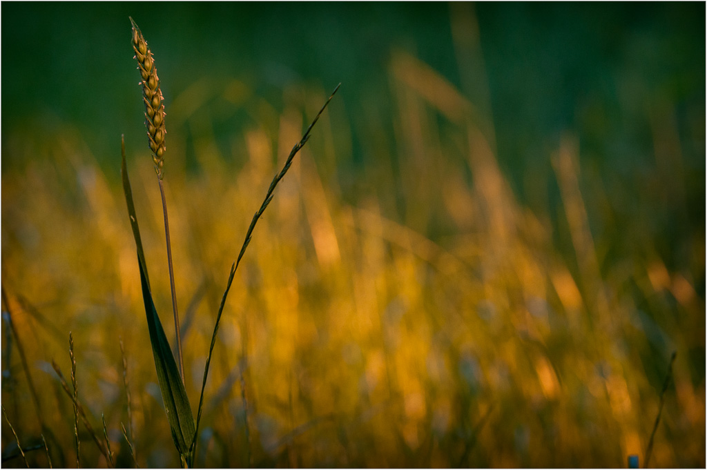 Backyard-Grassland.jpg