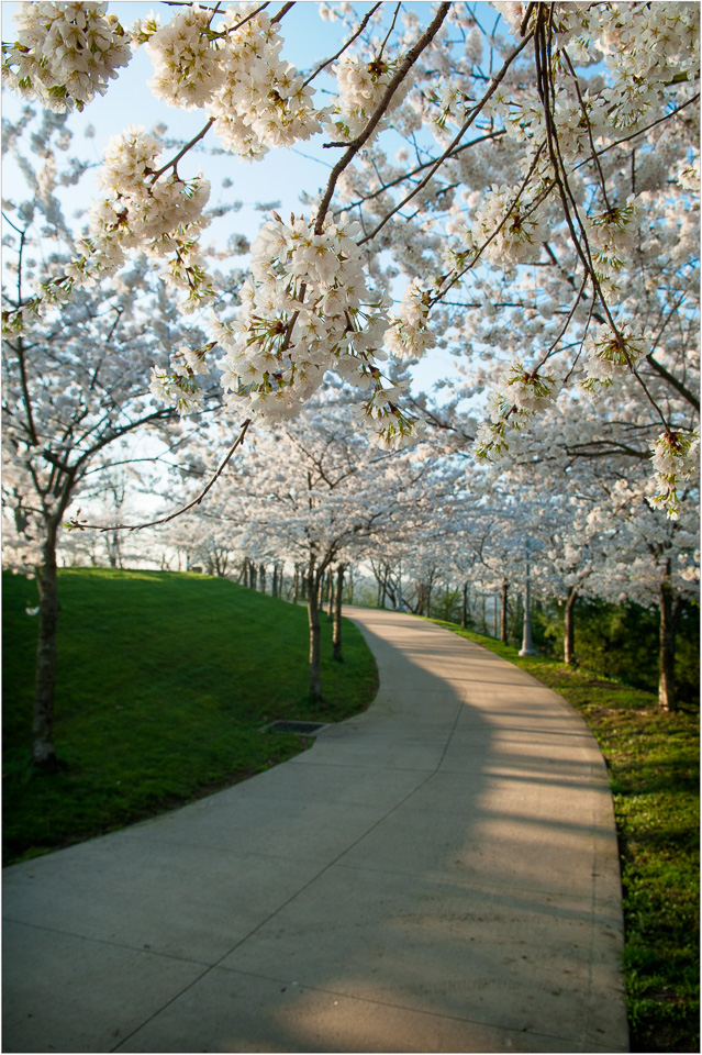 Blossoming-Path.jpg