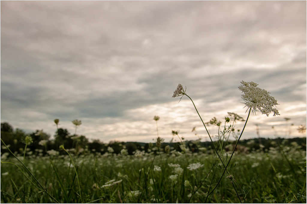 Field-Of-Bishops-Lace.jpg