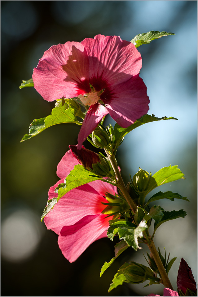 Glowing-On-An-August-Afternoon.jpg