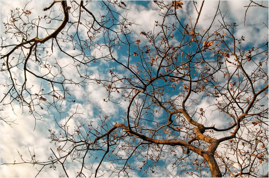 Golden-Branches-Against-Blue-Sky.jpg