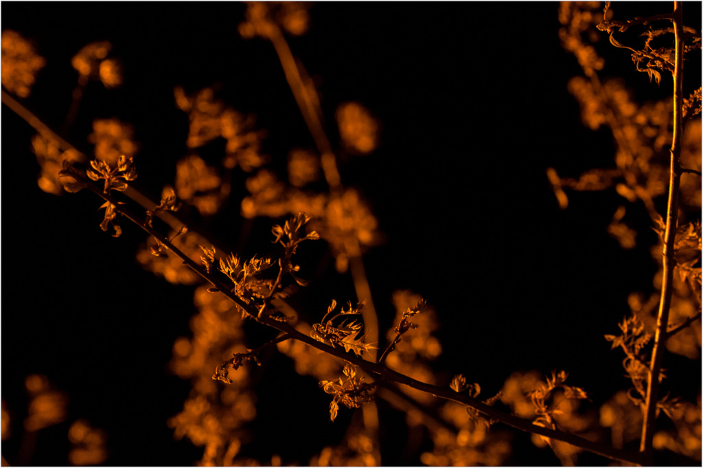 Infant-Leaves-In-A-Streetlights-Glow.jpg