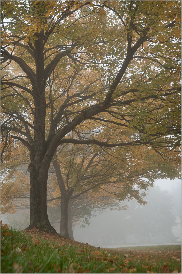 Misty-Morning-In-Hunting-Ridge.jpg