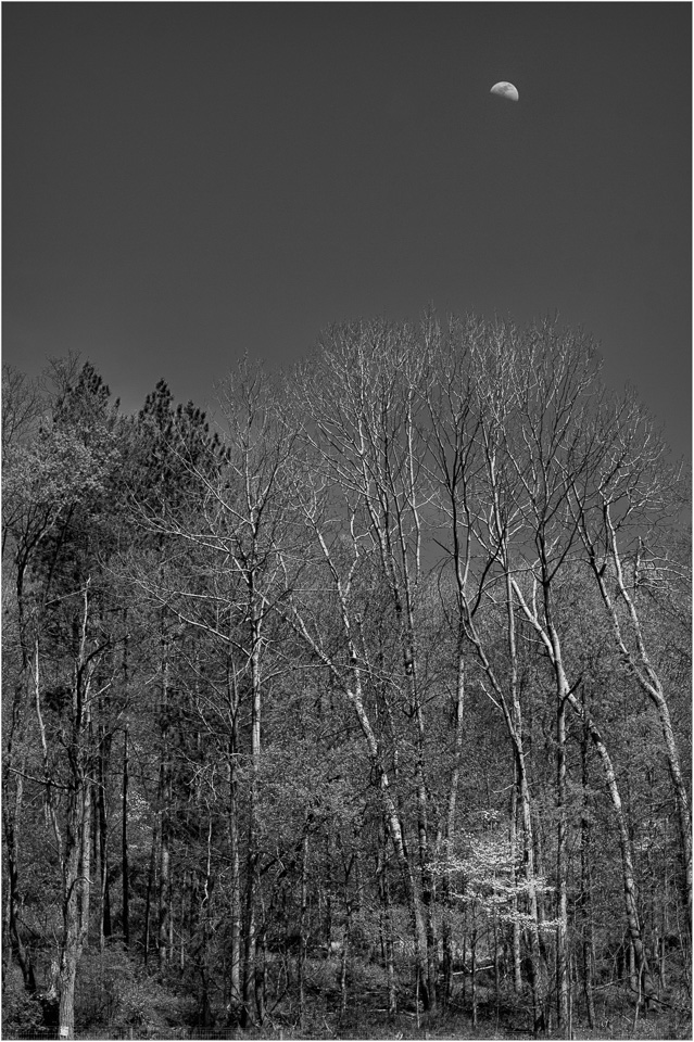 Moonrise-Over-The-Littlle-White-Tree.jpg