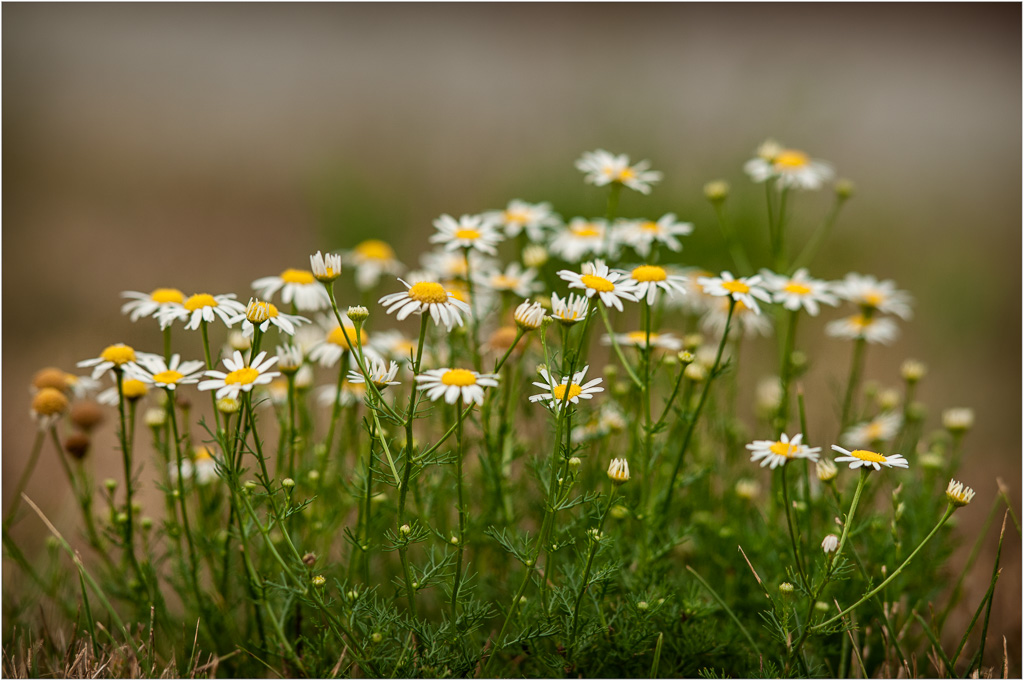 Patch-O-Daisies.jpg