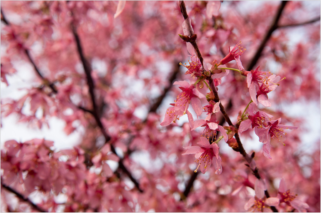 Pretty-In-Pink.jpg