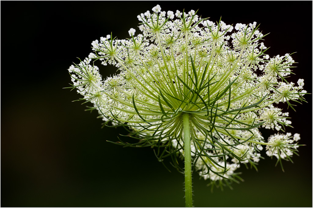 Queen-Annes-Fractal.jpg