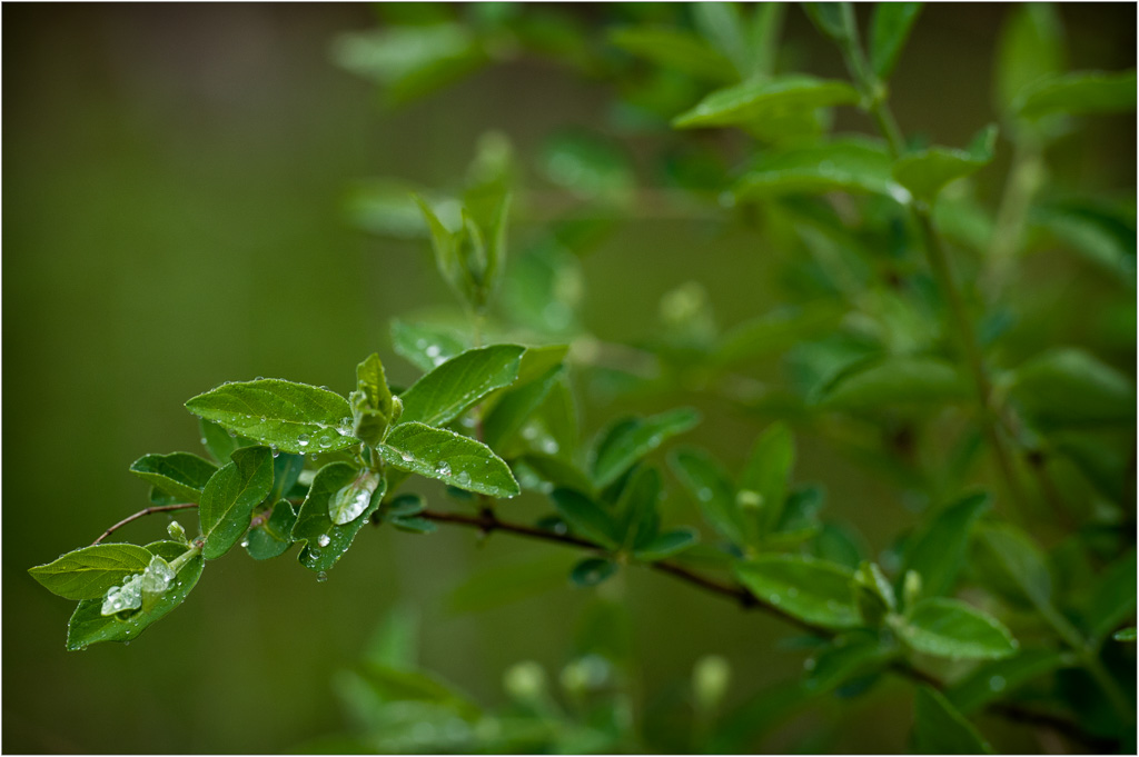 Rainy-Day-In-The-County-of-Greene.jpg