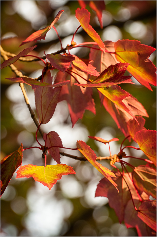 Red-Around-The-Edges.jpg