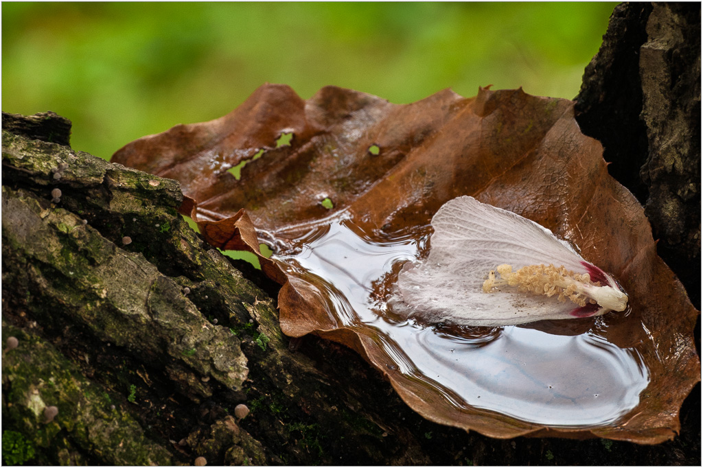 Remnants-Of-A-Rainy-Afternoon.jpg