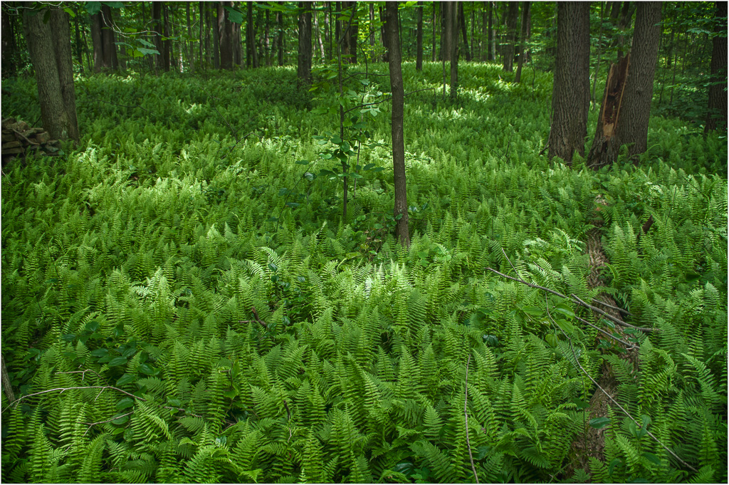 Sea-Of-Ferns.jpg