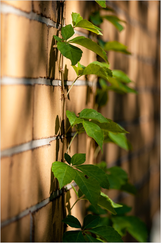 Slow-Climb-In-Afternoon-Light.jpg