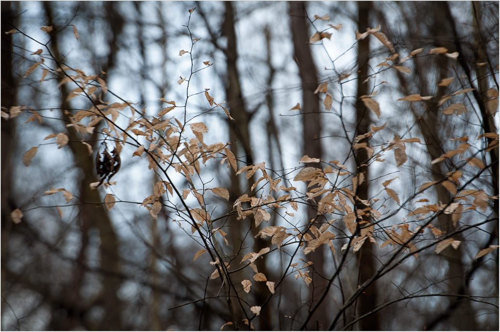 Springtime-Beech.jpg