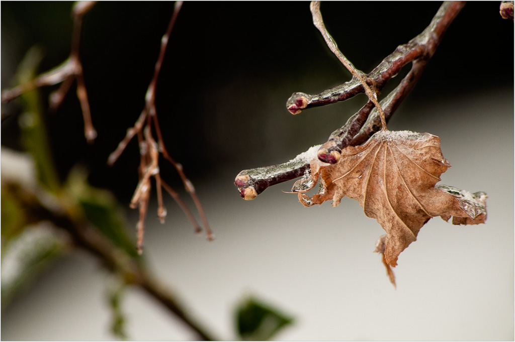 Sticking-Around-This-Winter.jpg