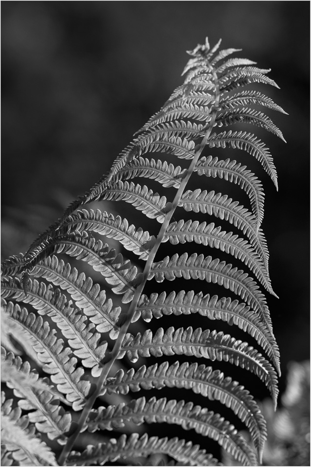 The-Backyard-Fern.jpg