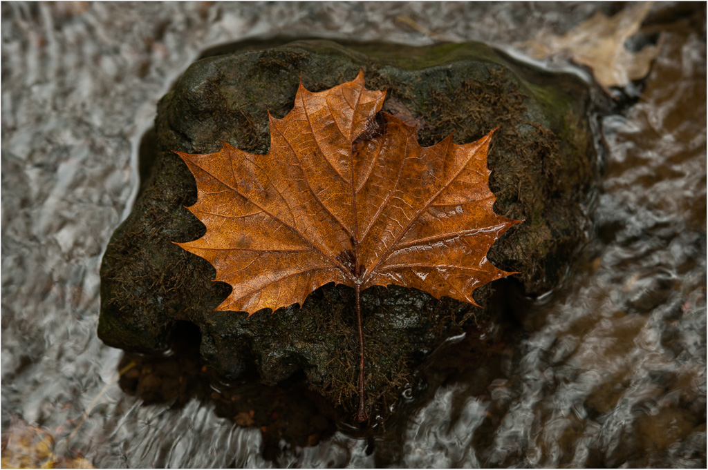 The-Leafs-Resting-Place.jpg