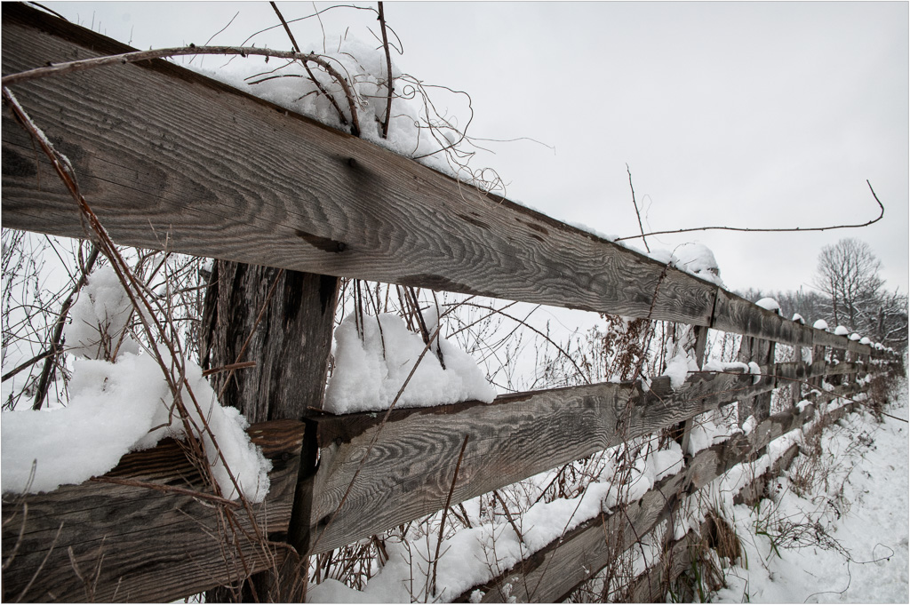 The-Old-Fenceline.jpg