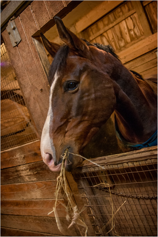 The-Professional-Hay-Eater.jpg