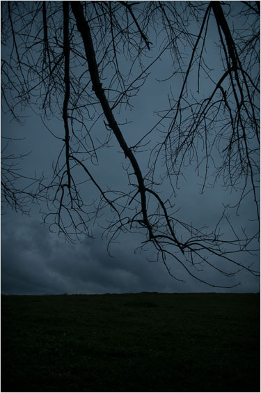 Bare-Branches-And-Rainy-Evening.jpg