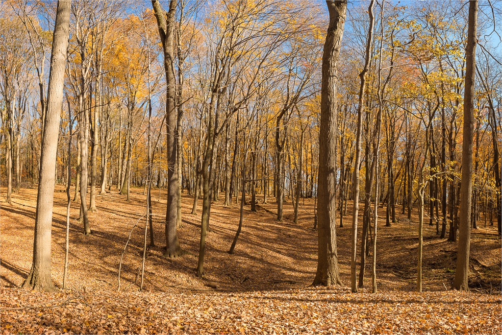 A-Leaf-Covered-Forest-Floor.jpg