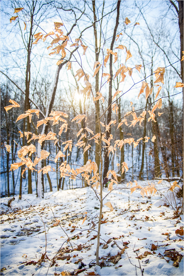 All-Aglow-On-A-Sunny-Winter-Day.jpg