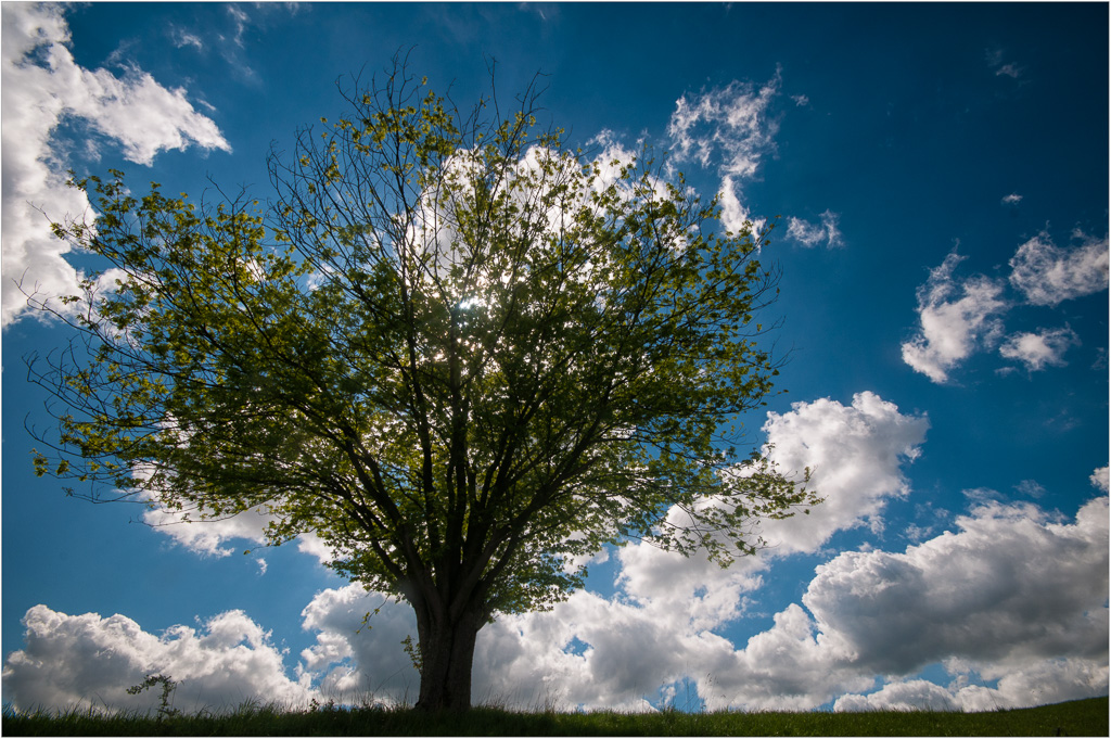 Backlit-By-Blue.jpg