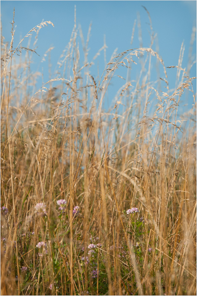 Blue-And-Gold-With-A-Touch-Of-Purple.jpg