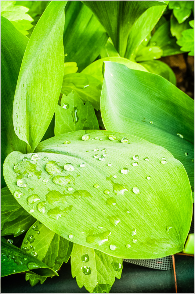 Droplets-On-The-Leaf.jpg