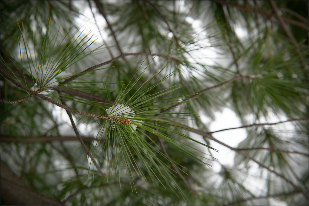 Ever-Green-With-A-Touch-Of-White.jpg