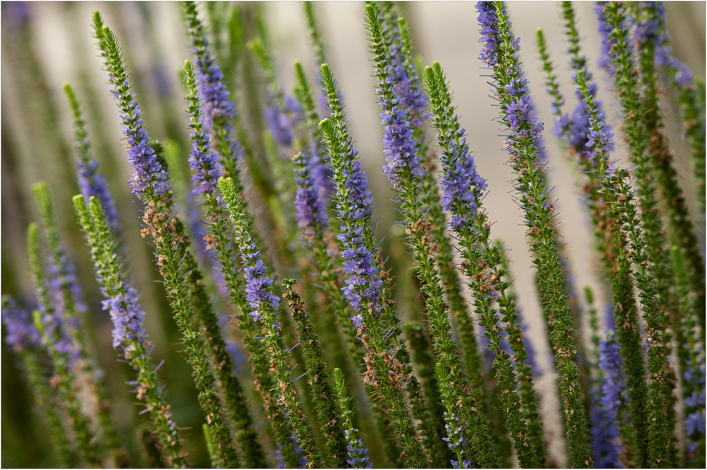 Flower-Towers.jpg