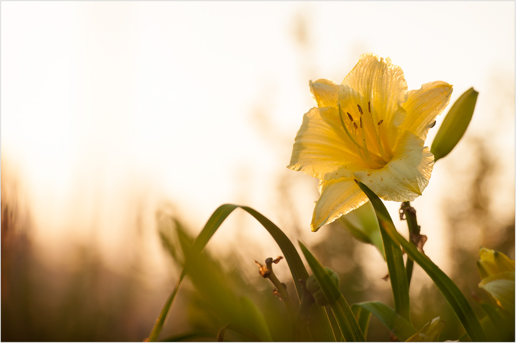 Golden-Hour-In-The-Flowerbed.jpg