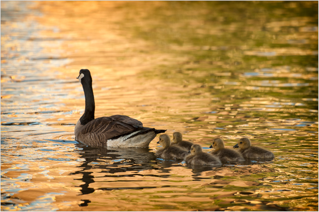 Goose-Family-Portrait.jpg