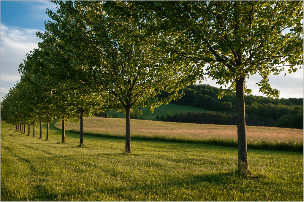 Lines-And-Leaves.jpg