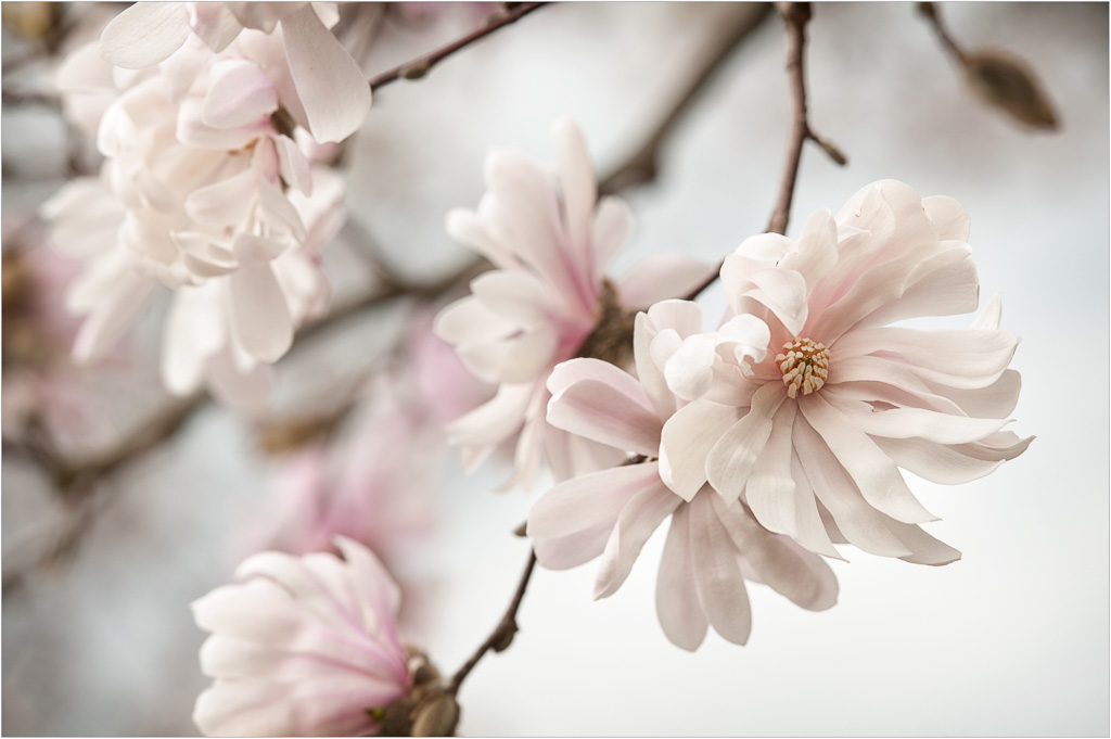 Springtime-Star-Magnolia.jpg