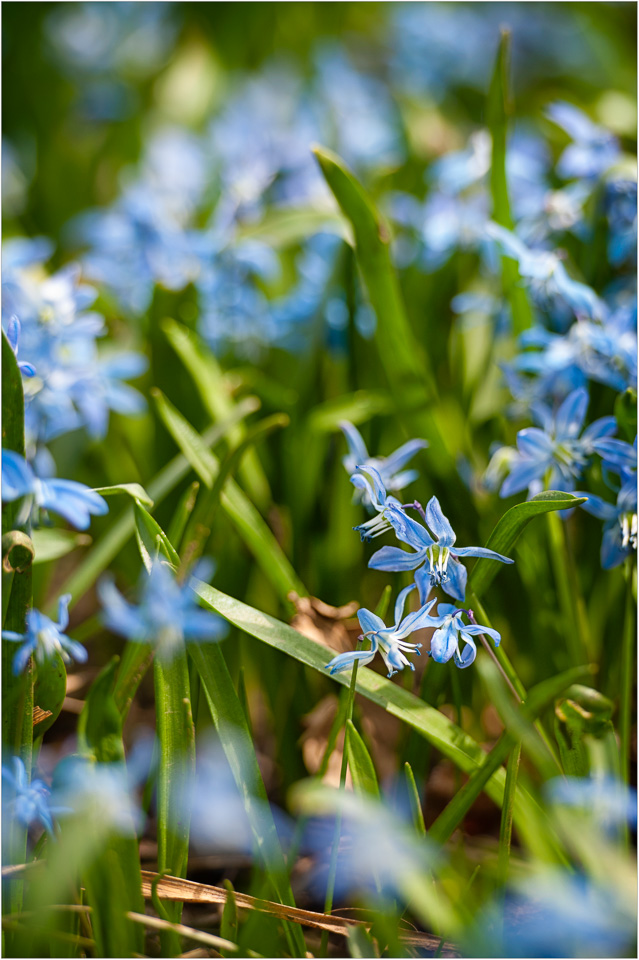 The-Blue-And-Green-of-Springtime.jpg