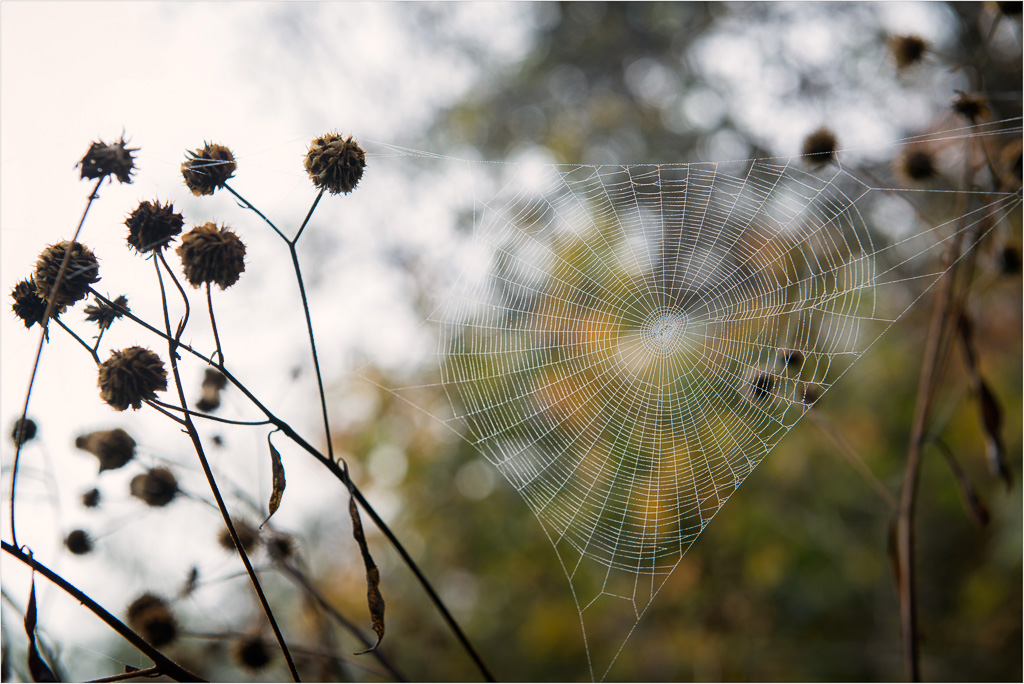 The-Designs-Of-A-Foggy-Autumn-Morning.jpg