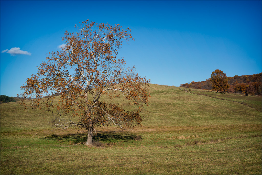 The-Eighty-Four-Tree.jpg